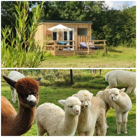 בובי טרייסי Dartmoor Reach Alpaca Farm Heated Cabins 5 Mins Drive To Dartmoor מראה חיצוני תמונה