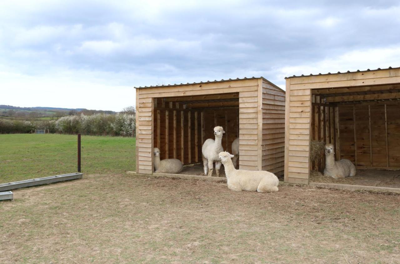 בובי טרייסי Dartmoor Reach Alpaca Farm Heated Cabins 5 Mins Drive To Dartmoor מראה חיצוני תמונה