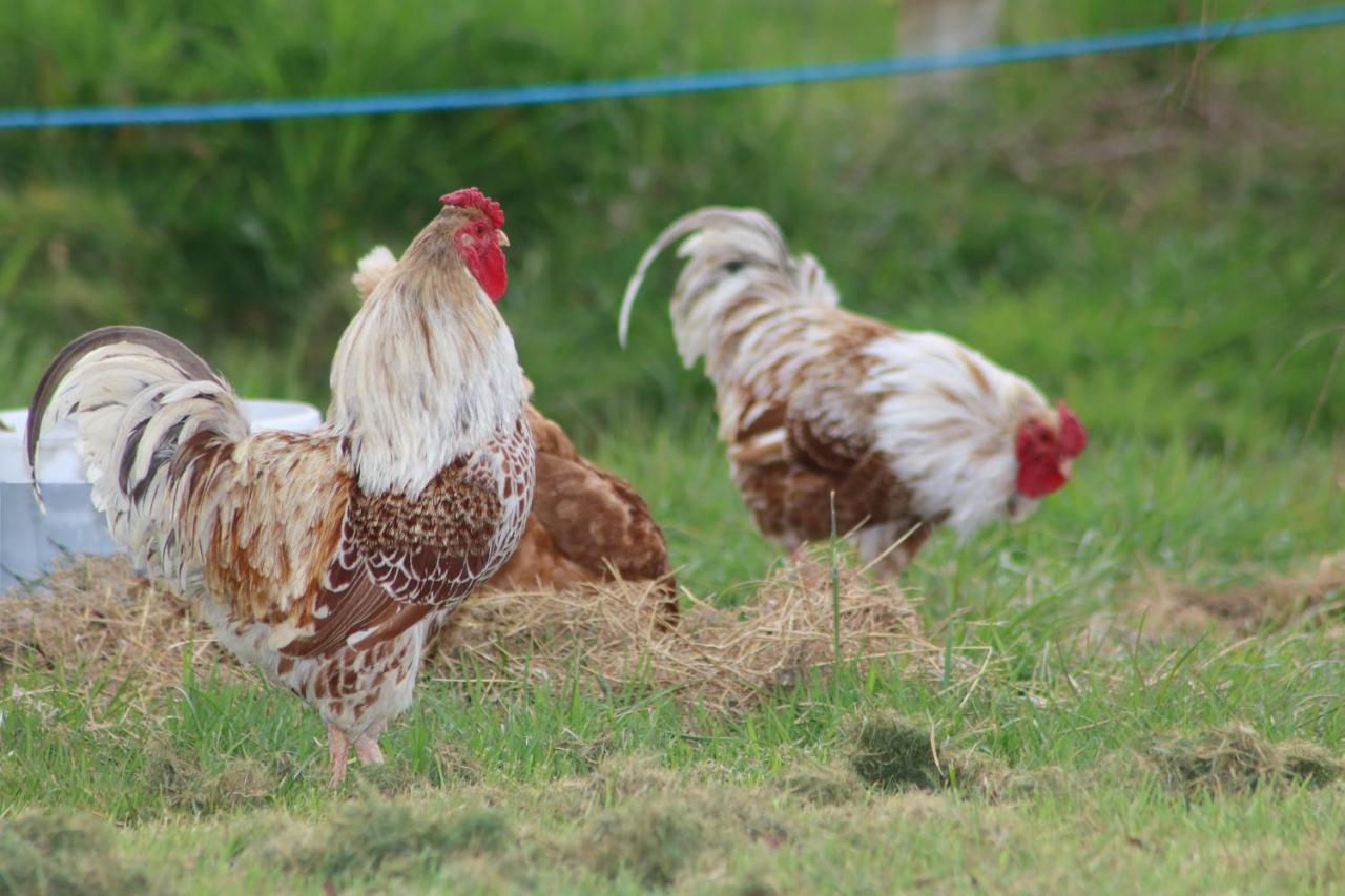 בובי טרייסי Dartmoor Reach Alpaca Farm Heated Cabins 5 Mins Drive To Dartmoor מראה חיצוני תמונה