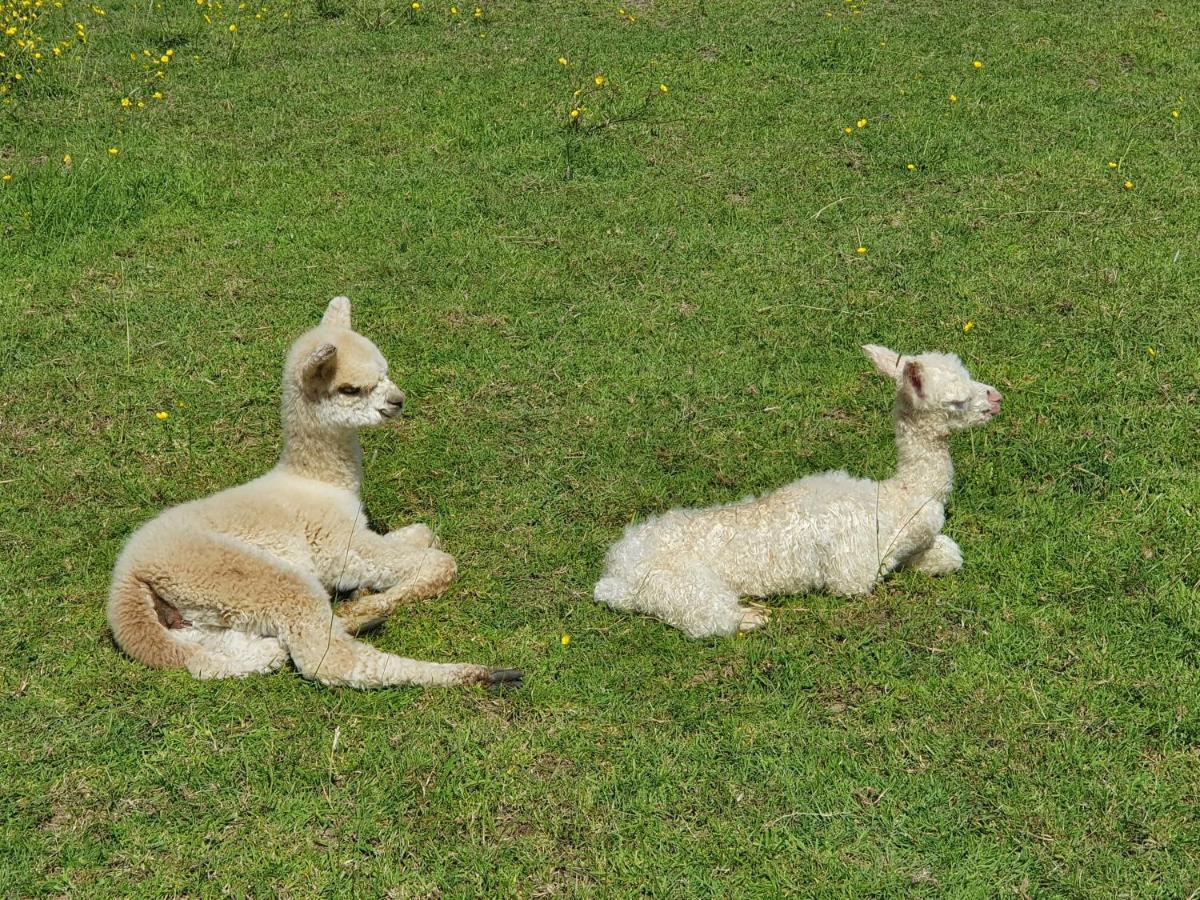 בובי טרייסי Dartmoor Reach Alpaca Farm Heated Cabins 5 Mins Drive To Dartmoor מראה חיצוני תמונה