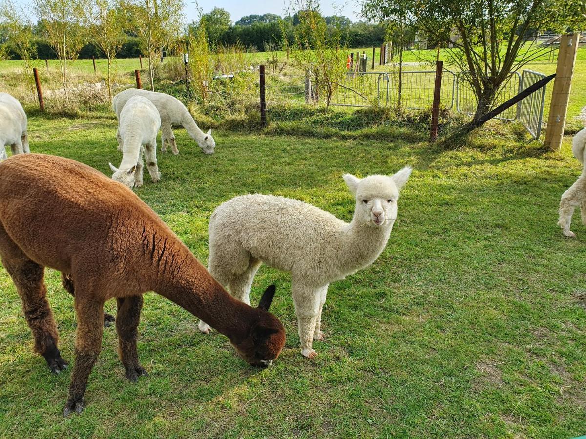 בובי טרייסי Dartmoor Reach Alpaca Farm Heated Cabins 5 Mins Drive To Dartmoor מראה חיצוני תמונה