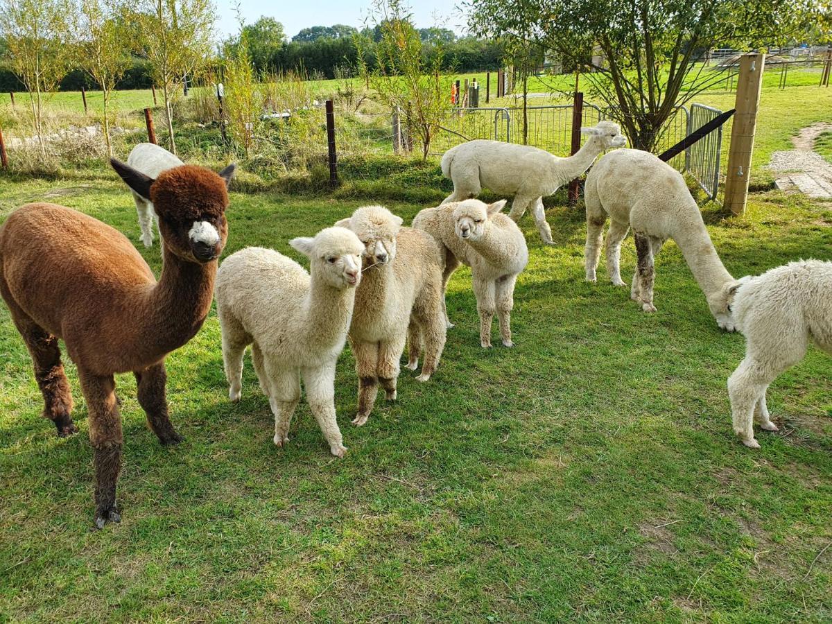 בובי טרייסי Dartmoor Reach Alpaca Farm Heated Cabins 5 Mins Drive To Dartmoor מראה חיצוני תמונה