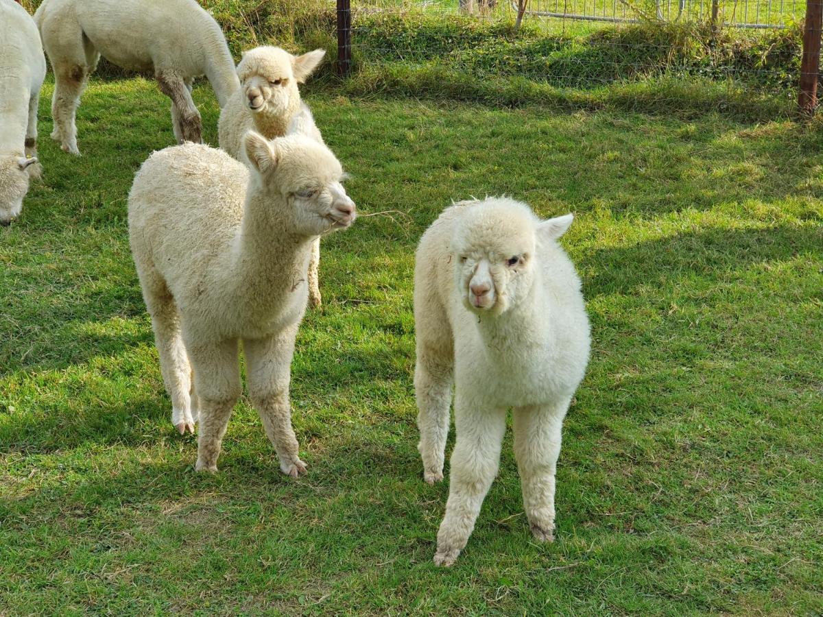 בובי טרייסי Dartmoor Reach Alpaca Farm Heated Cabins 5 Mins Drive To Dartmoor מראה חיצוני תמונה