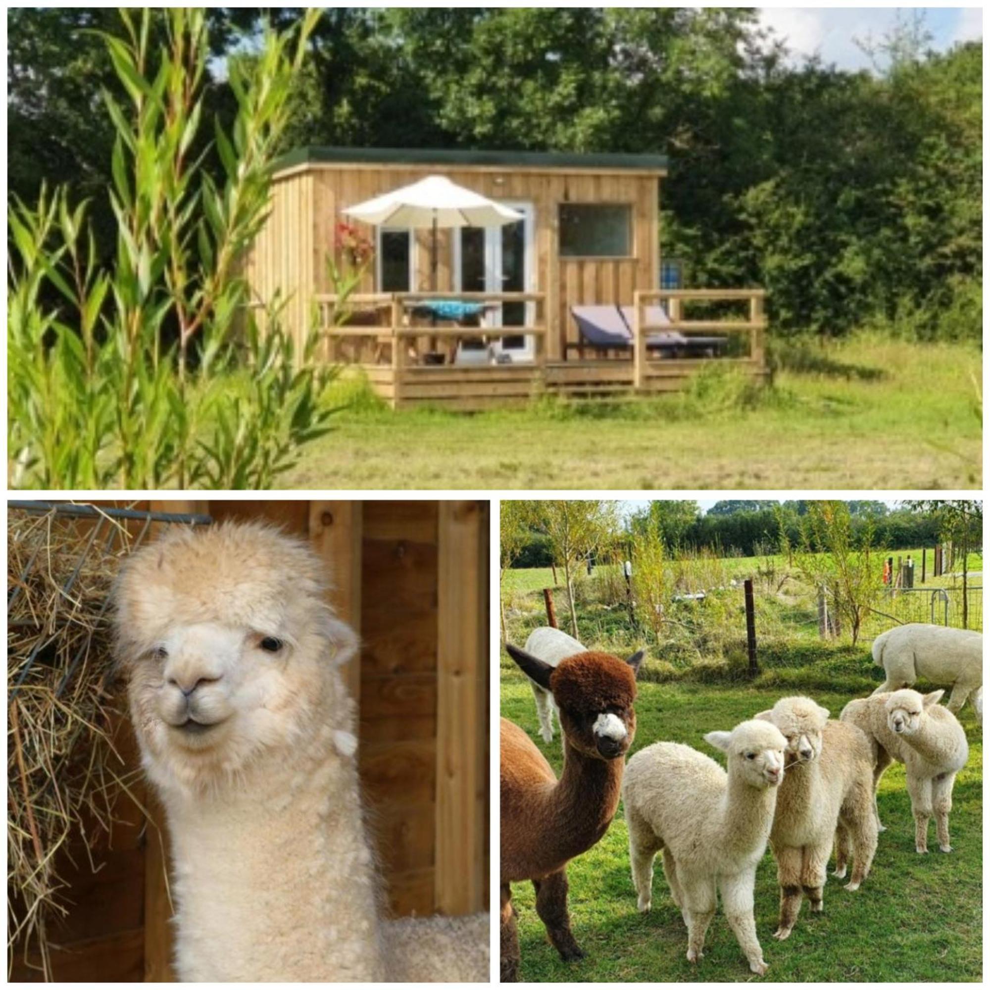 בובי טרייסי Dartmoor Reach Alpaca Farm Heated Cabins 5 Mins Drive To Dartmoor מראה חיצוני תמונה