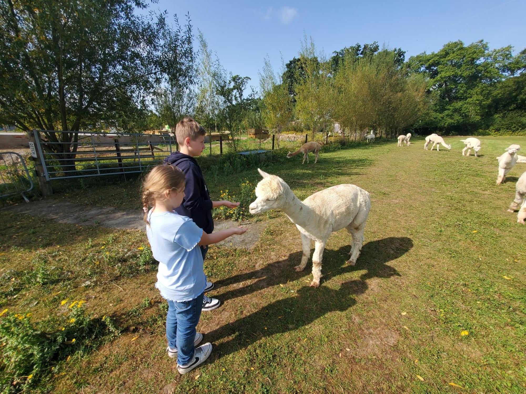 בובי טרייסי Dartmoor Reach Alpaca Farm Heated Cabins 5 Mins Drive To Dartmoor מראה חיצוני תמונה