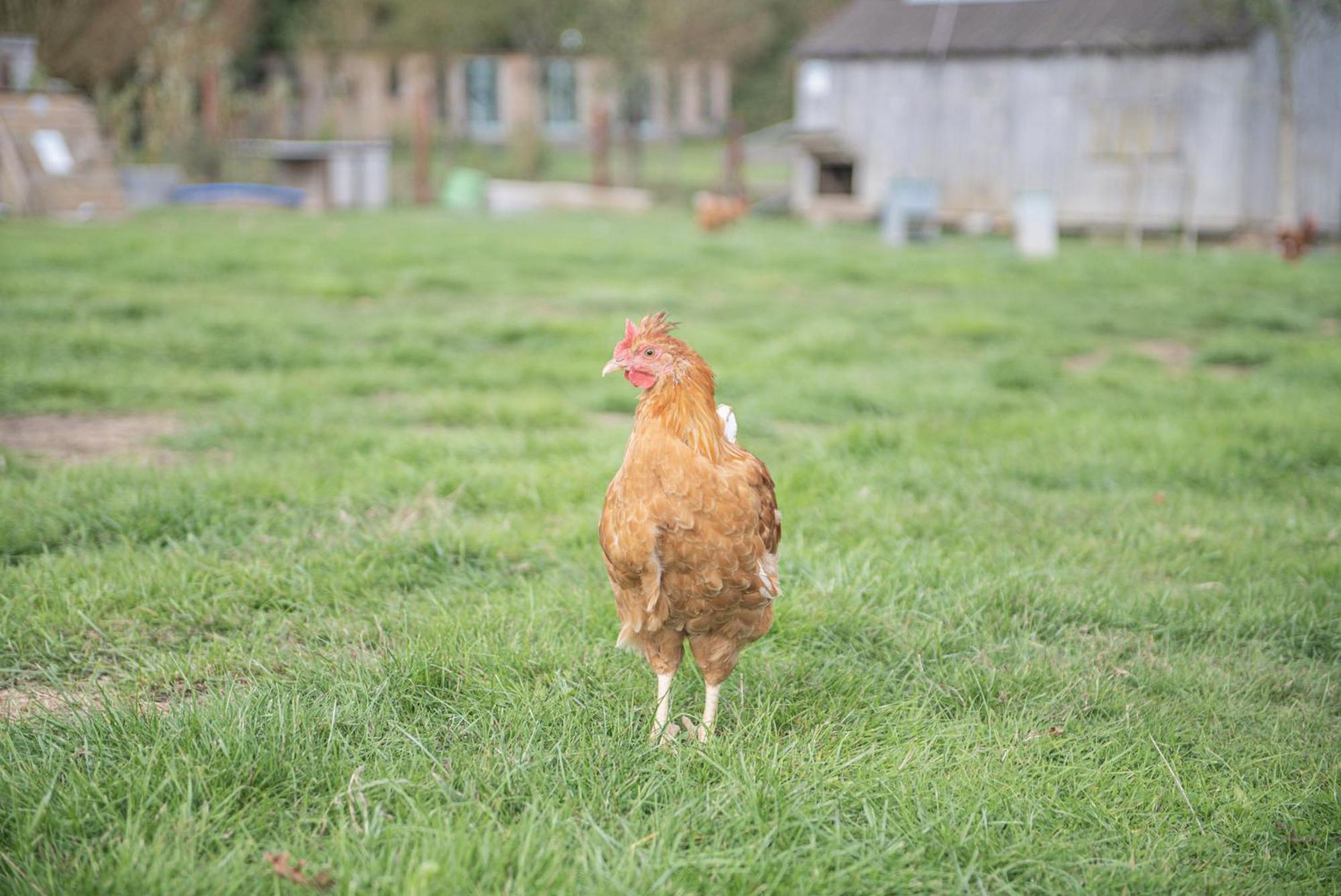 בובי טרייסי Dartmoor Reach Alpaca Farm Heated Cabins 5 Mins Drive To Dartmoor חדר תמונה