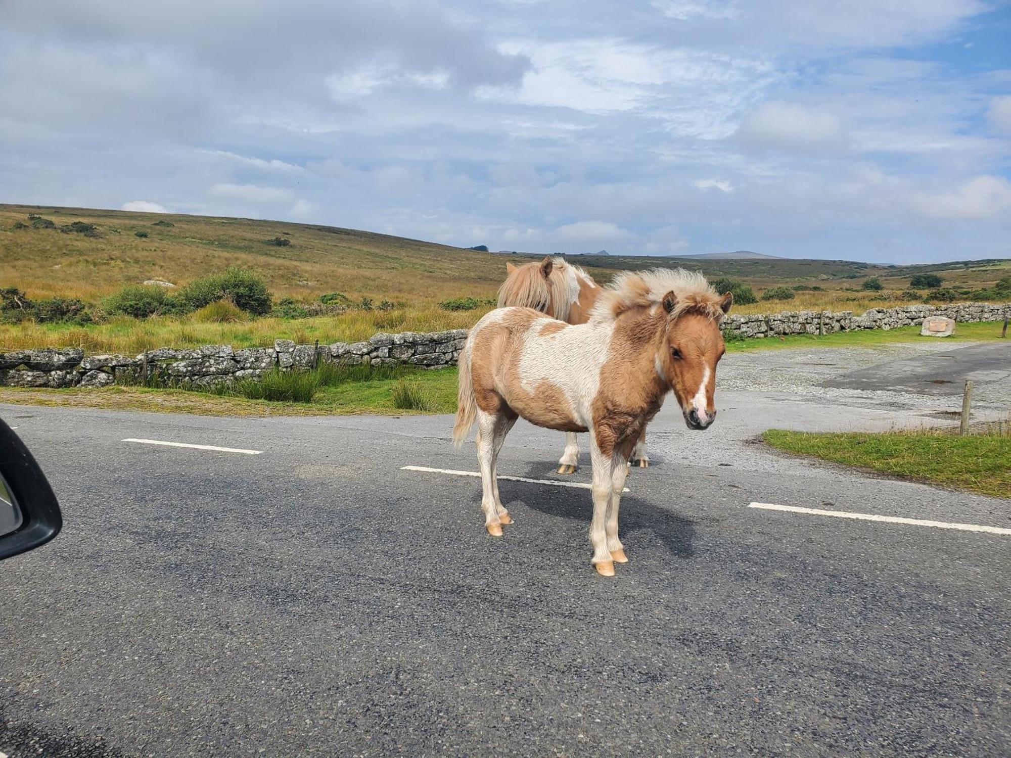 בובי טרייסי Dartmoor Reach Alpaca Farm Heated Cabins 5 Mins Drive To Dartmoor מראה חיצוני תמונה