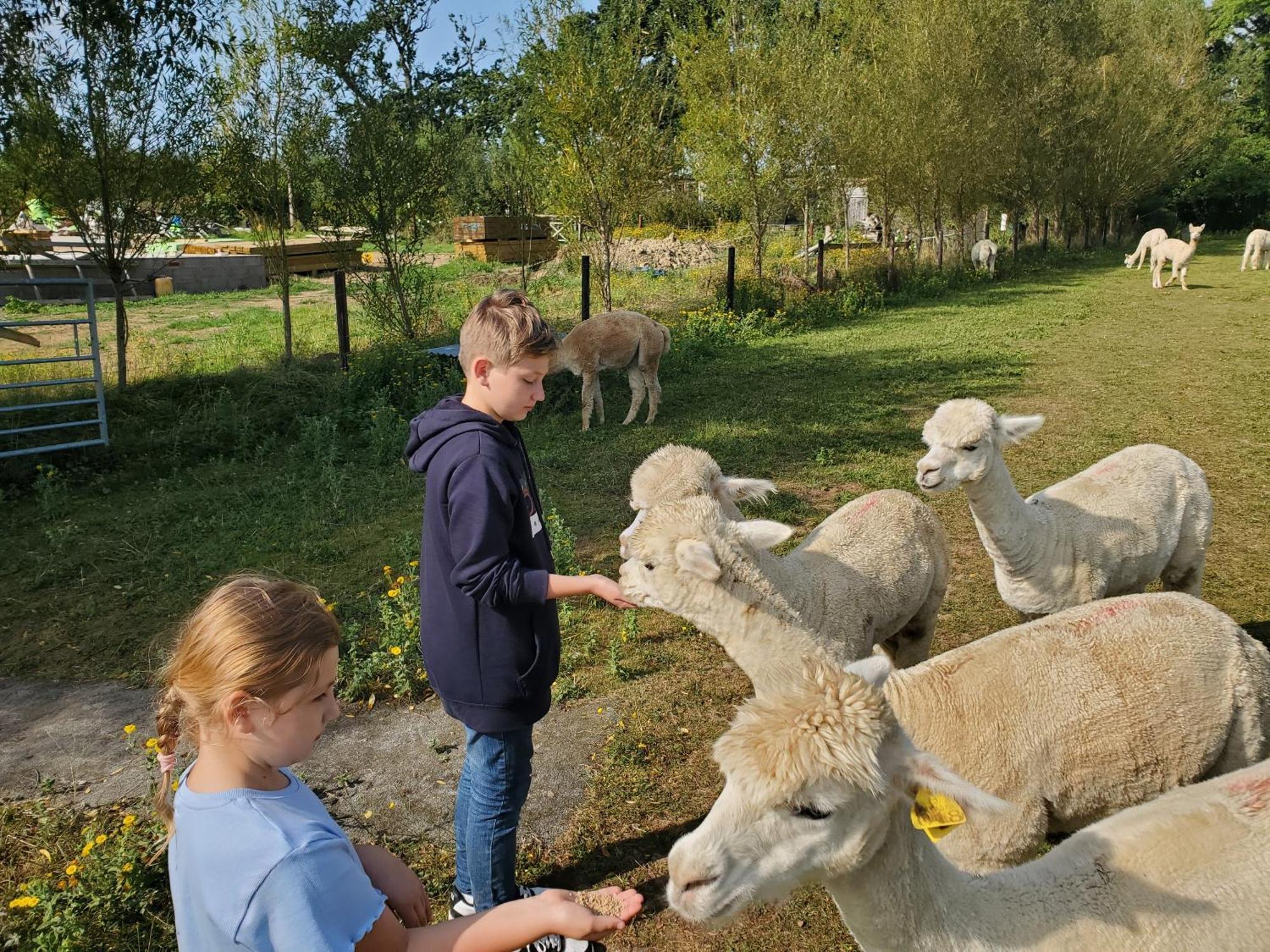 בובי טרייסי Dartmoor Reach Alpaca Farm Heated Cabins 5 Mins Drive To Dartmoor מראה חיצוני תמונה